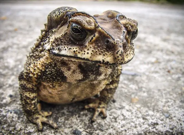 Are Toads Poisonous to Humans