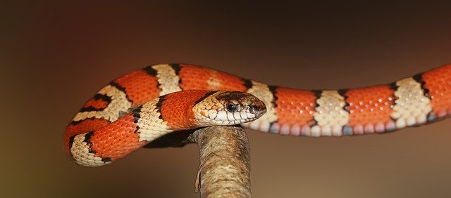 Snakes at Pets: Which Species are Safe for Your Home?