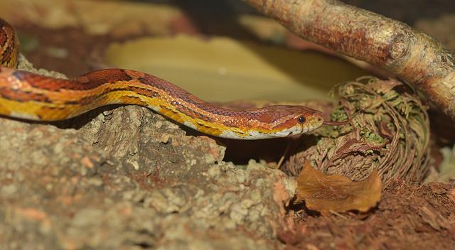 Do Snakes Sleep? ( Sleep patterns and facts )
