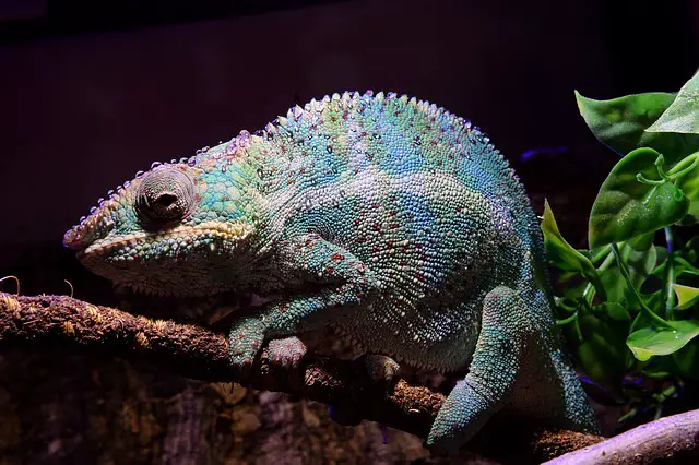 Are Panther Chameleons Good Pets?