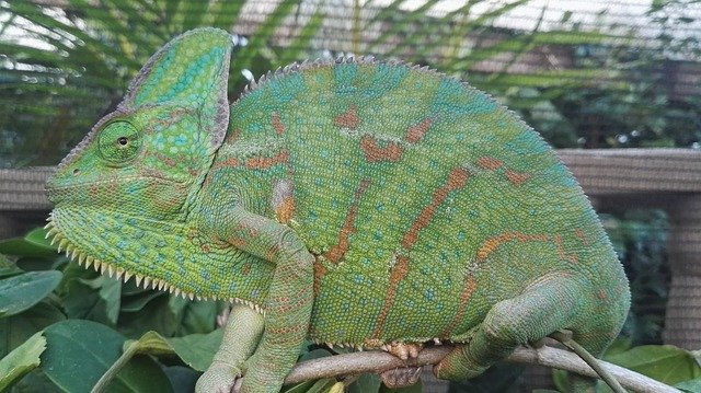 Do veiled chameleons change colour