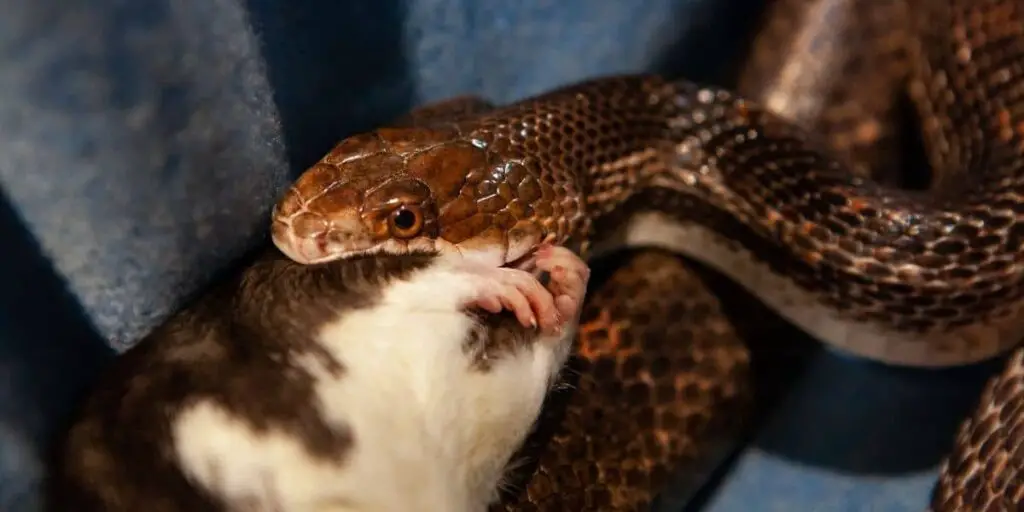 pet snake eating