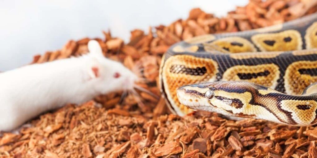 feeding pet snakes