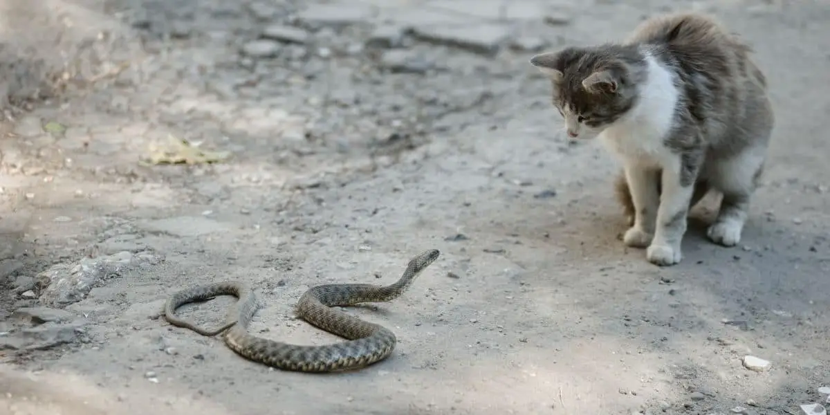 snake and cat