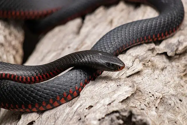 Can Snakes Climb Walls? The Surprising Answer
