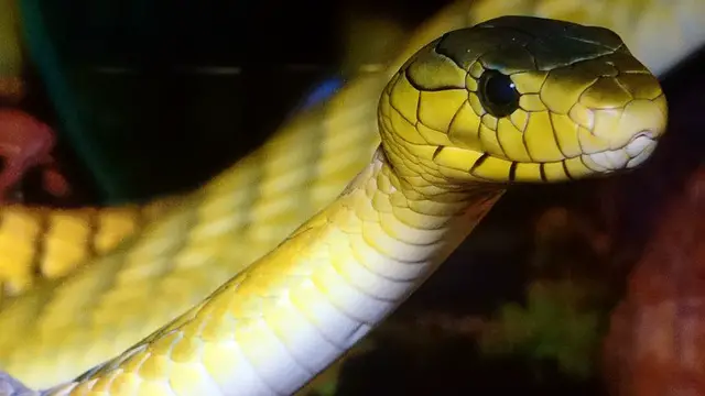 Do Snakes Blink? ( Eyes and Blinking )