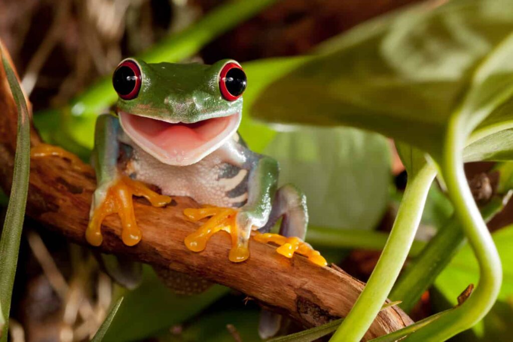 feeding a pet frog