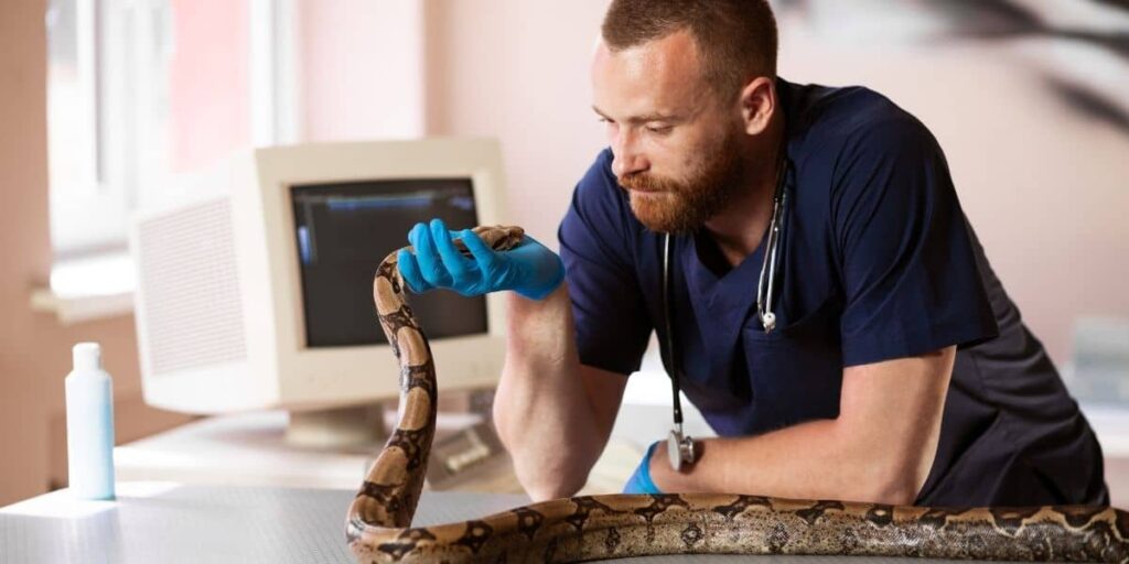 snake at vets