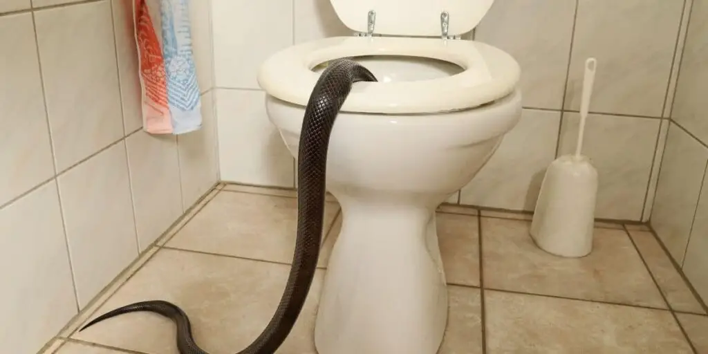 snake in a house