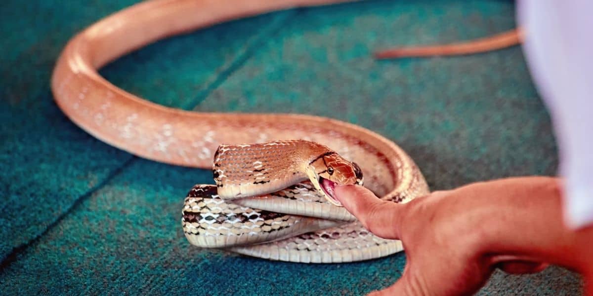 snake showing aggression