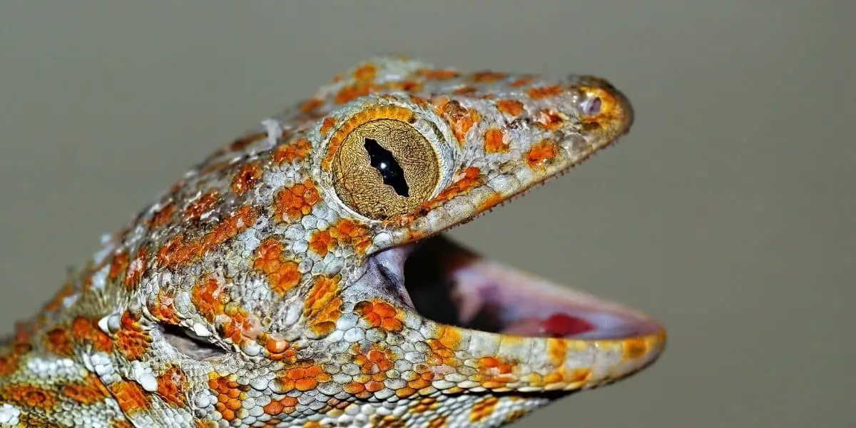 gecko biting