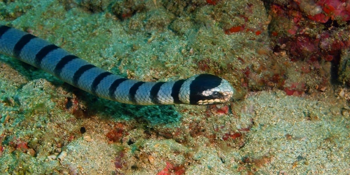 Can Snakes Breathe Underwater? – Reptiles & Amphibians