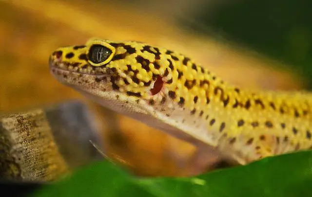 Do leopard Geckos Bite Hard (How Strong Is Their Bite?)