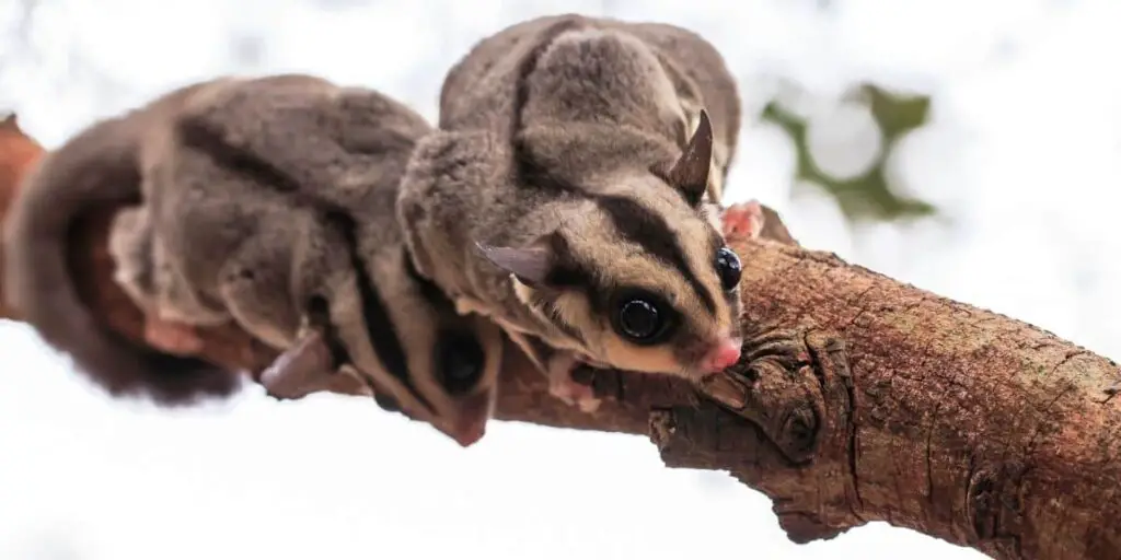 How Much Do Sugar Gliders Cost?