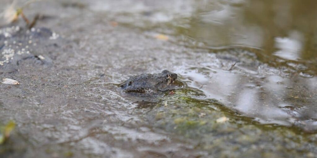 Can Frogs Breathe Underwater?