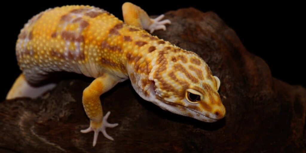 Do Geckos Lay Eggs Without Mating?