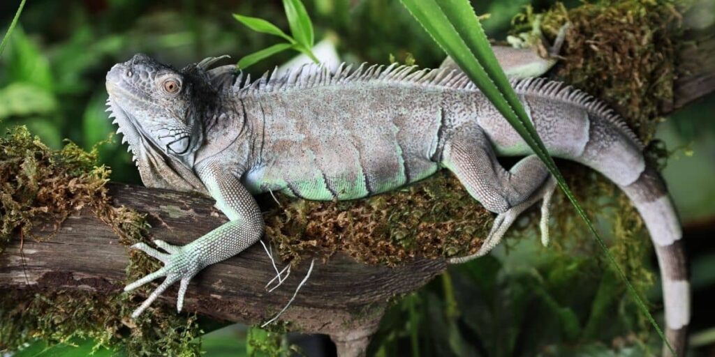 Are Iguanas Big?