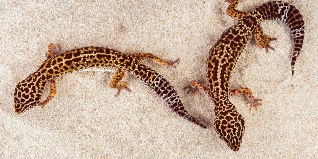 two geckos