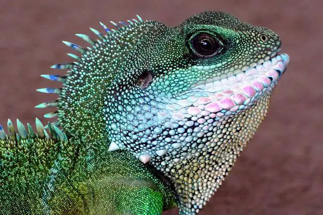 5 Exotic Pets That Are Easy To Take Care Of For Beginners
