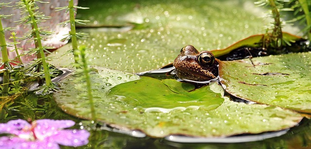 Can Frogs Breathe Underwater? The Surprising Answer