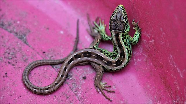 Do Geckos Lay Eggs Without Mating?  You Will Be Surprised