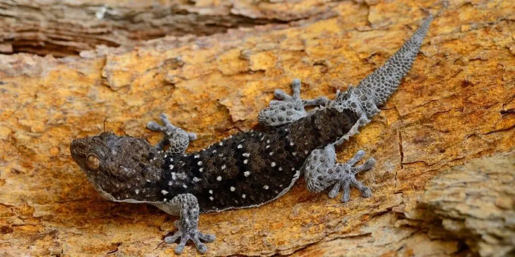 gecko shedding skin