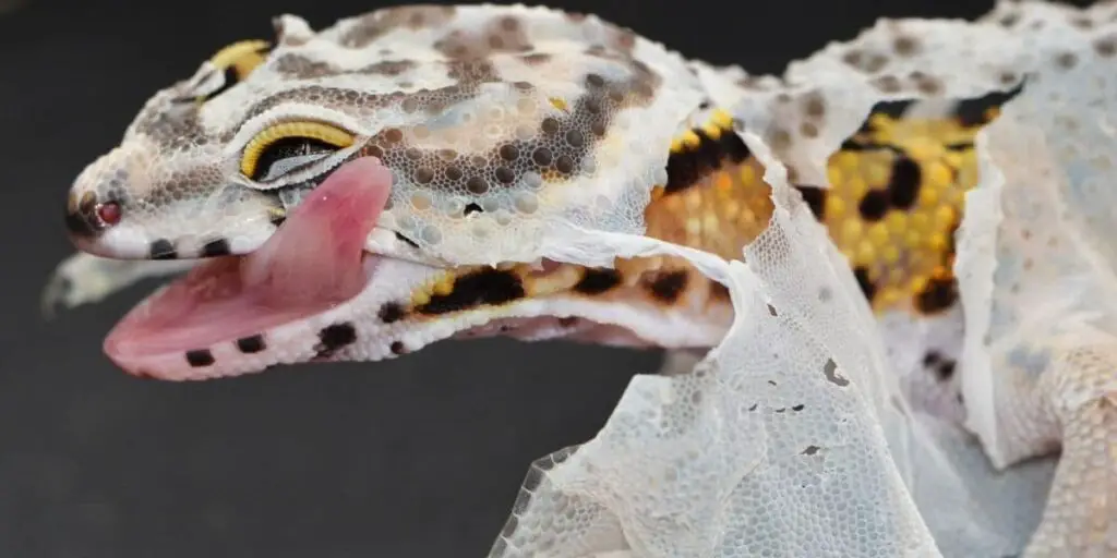 gecko shedding skin