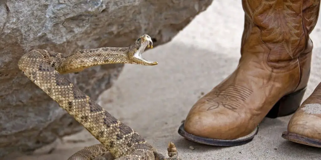 snake biting boots