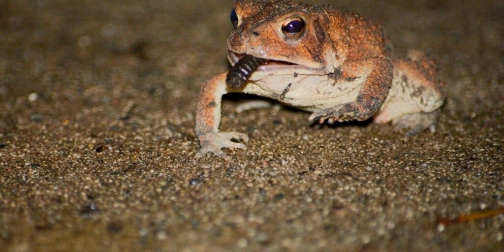 toad eating