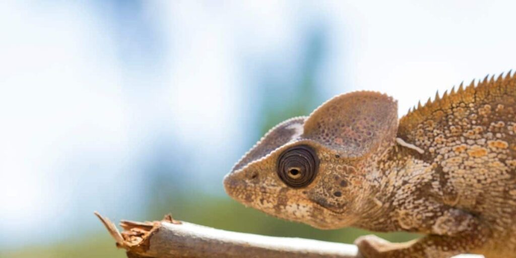 brown chameleon