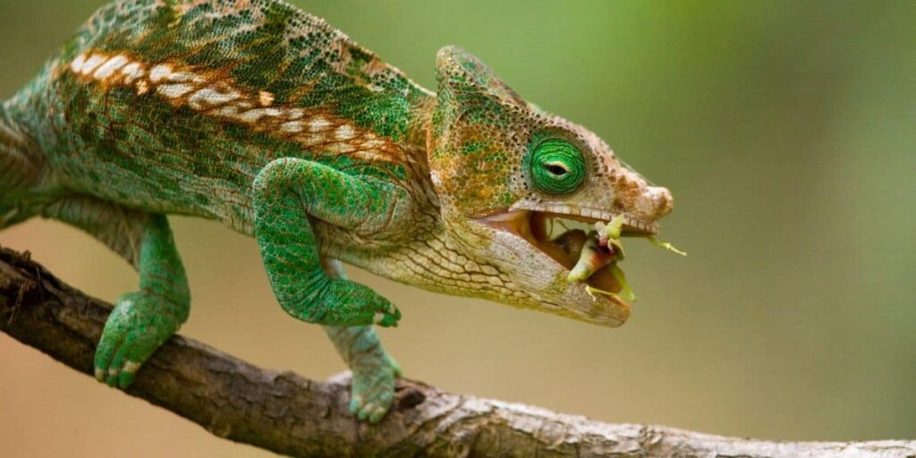 Chameleon eating