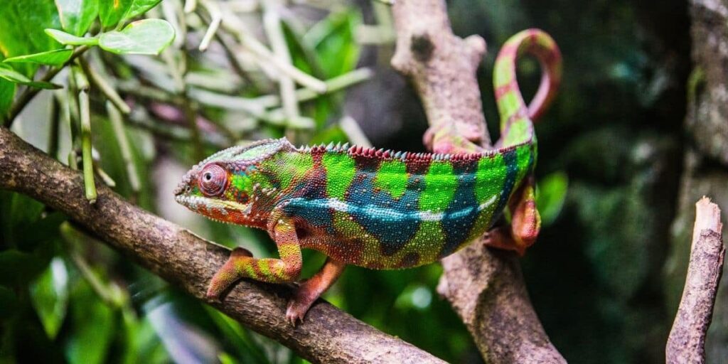 Panther Chameleon