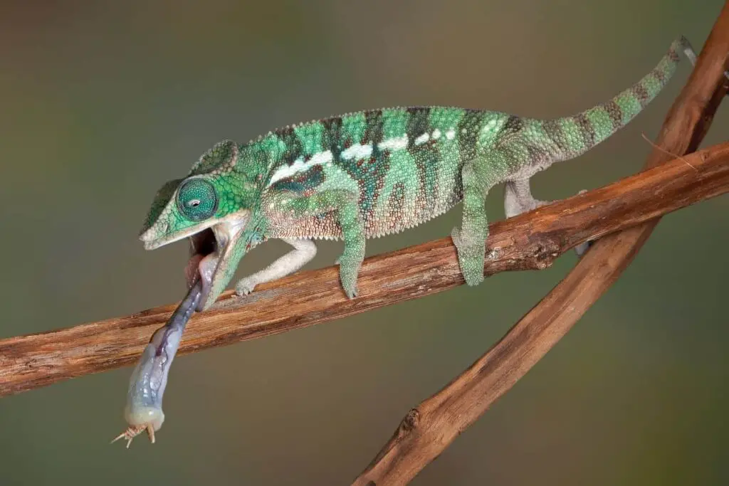 chameleon tongue speed
