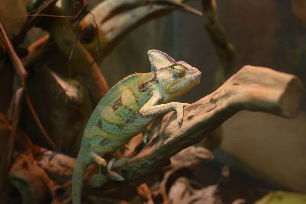 Veiled Chameleon