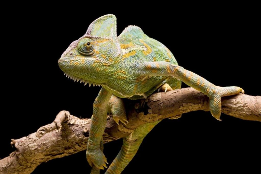 Veiled Chameleon