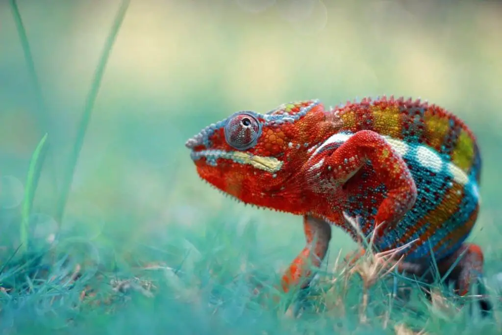 How Fast Can Chameleons Run