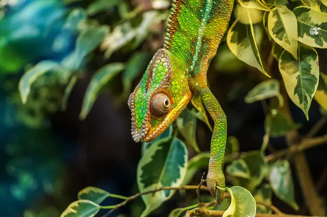 What To Do If My Chameleon Is Constipated ( Treatment And Care)