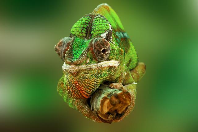 Are Chameleons Warm Or Cold-Blooded?