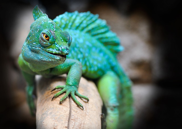 Do Panther Chameleons Change Color?