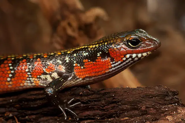 Fire Skink vs Blue Tongue Skink. What is the Difference?