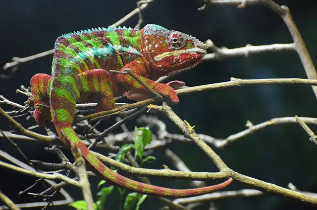 Can a chameleon live in a 20-gallon tank?