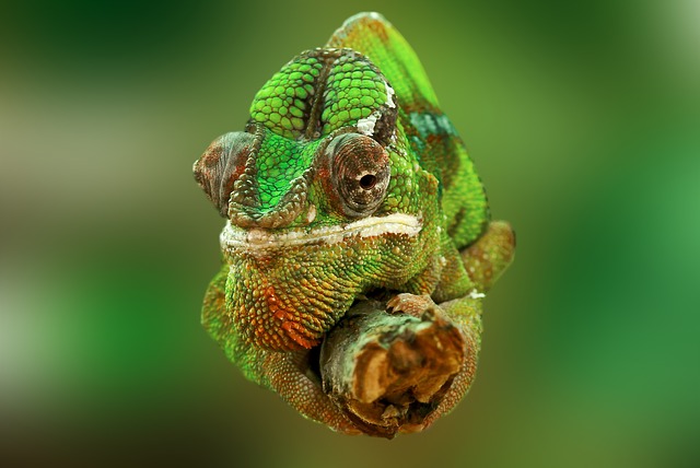 Do chameleons lose their nails?
