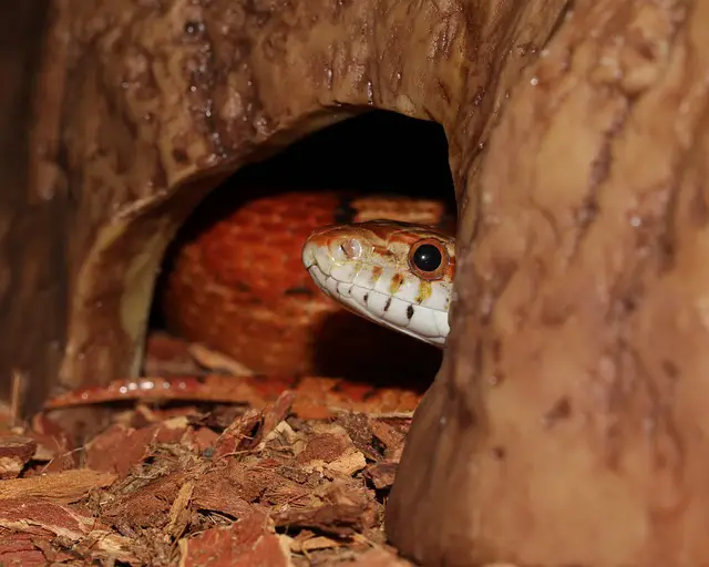 Can Corn Snakes Eat Chicken Eggs? The Surprising Answer