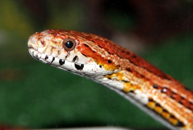Corn Snake Squeaks: The Mystery of Why Corn Snakes Make Noise