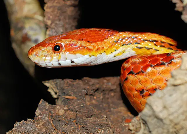 Male Corn Snakes vs. Female Corn Snakes: Which Is Bigger?