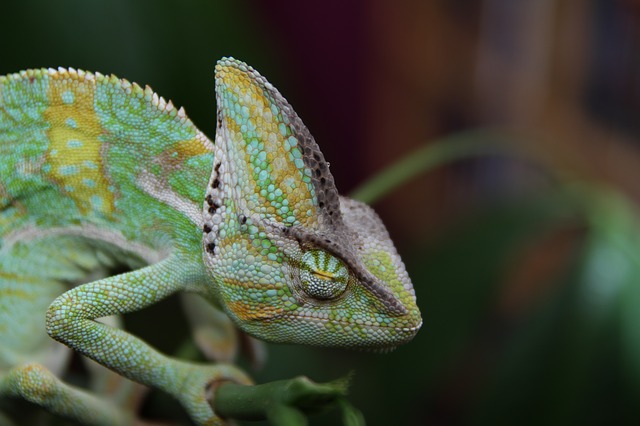 Can You Use Turtle Eye Drops on a Chameleon