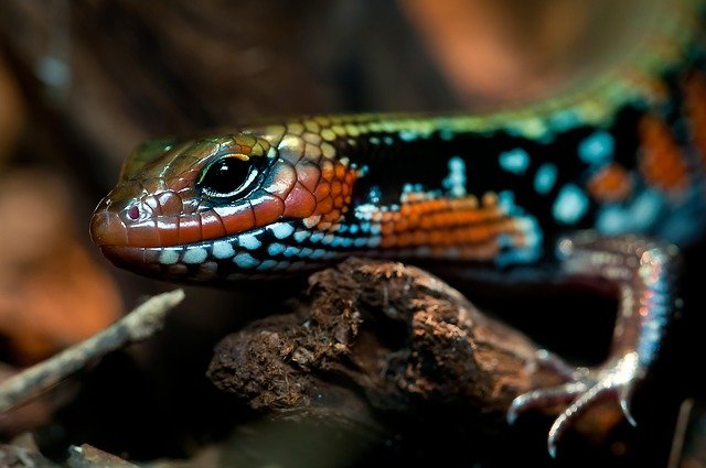 Are Fire Skinks Handable?