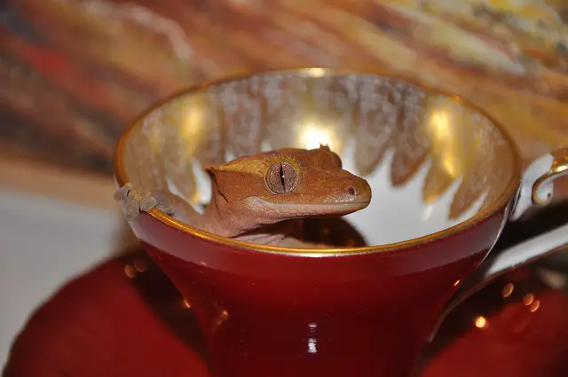 Will Mold Hurt My Crested Gecko?