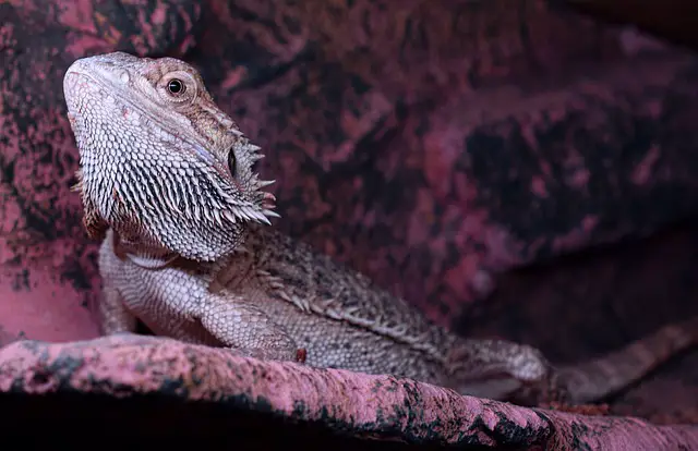 Why Does My Bearded Dragon Lick Me?: The Surprising Answer