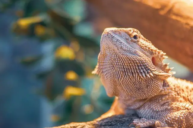 Bearded Dragon Pellets: The Good, the Bad, and the Ugly